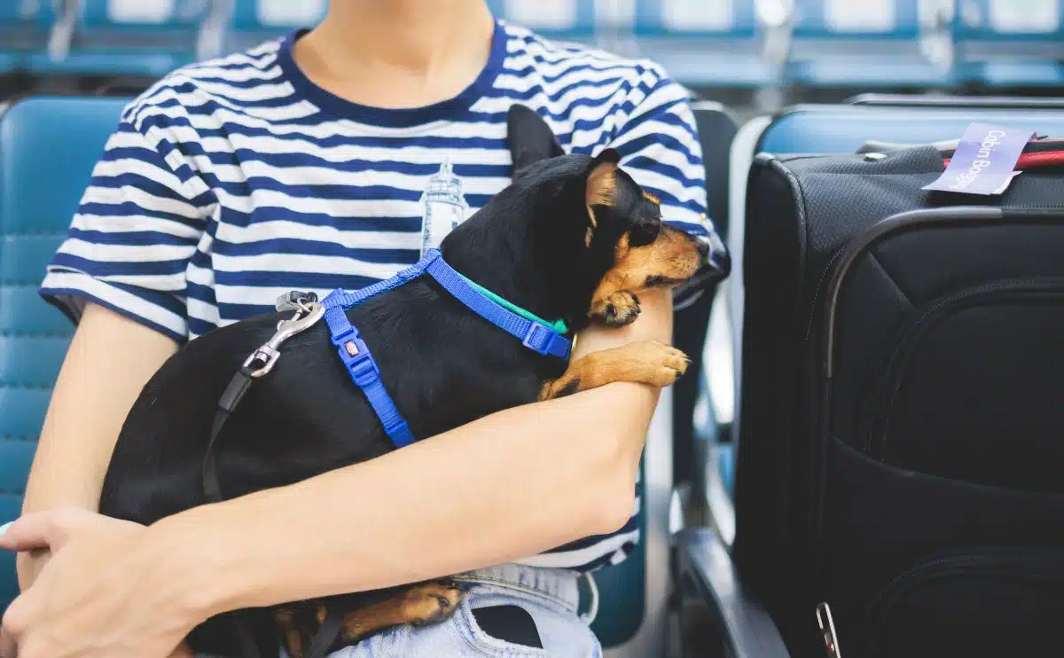 sky-high-comfort-the-best-business-class-airlines-for-flying-with-pets